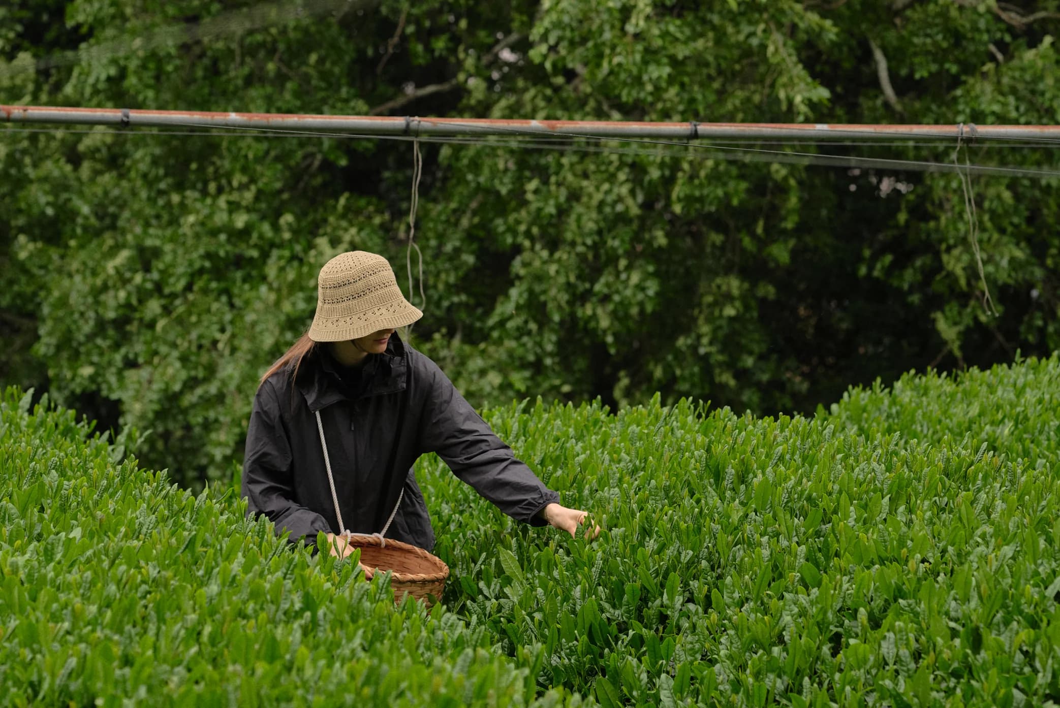 Tea plants growing in neat rows on a hillside with a wooden bench
