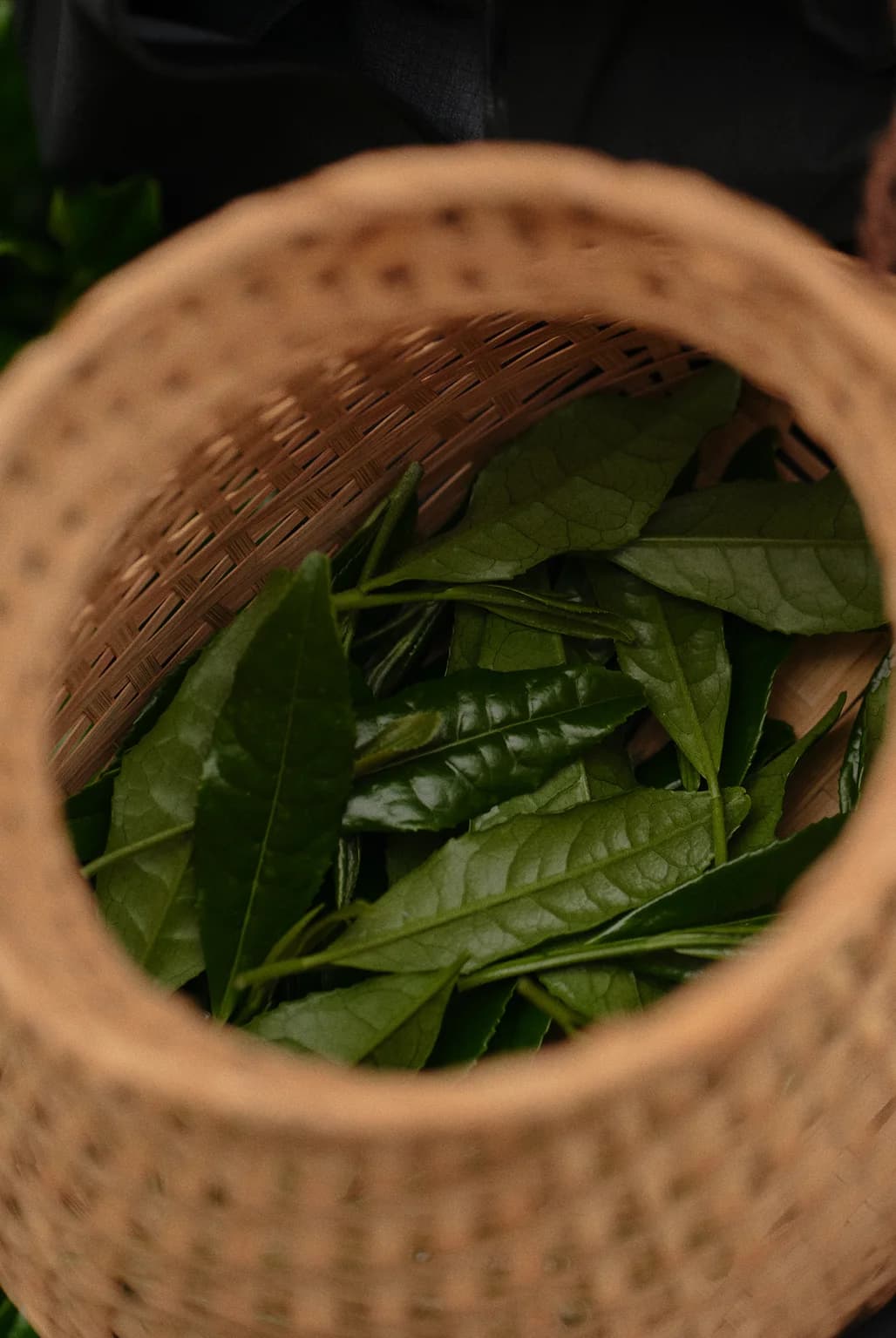 Hands carefully picking tea leaves