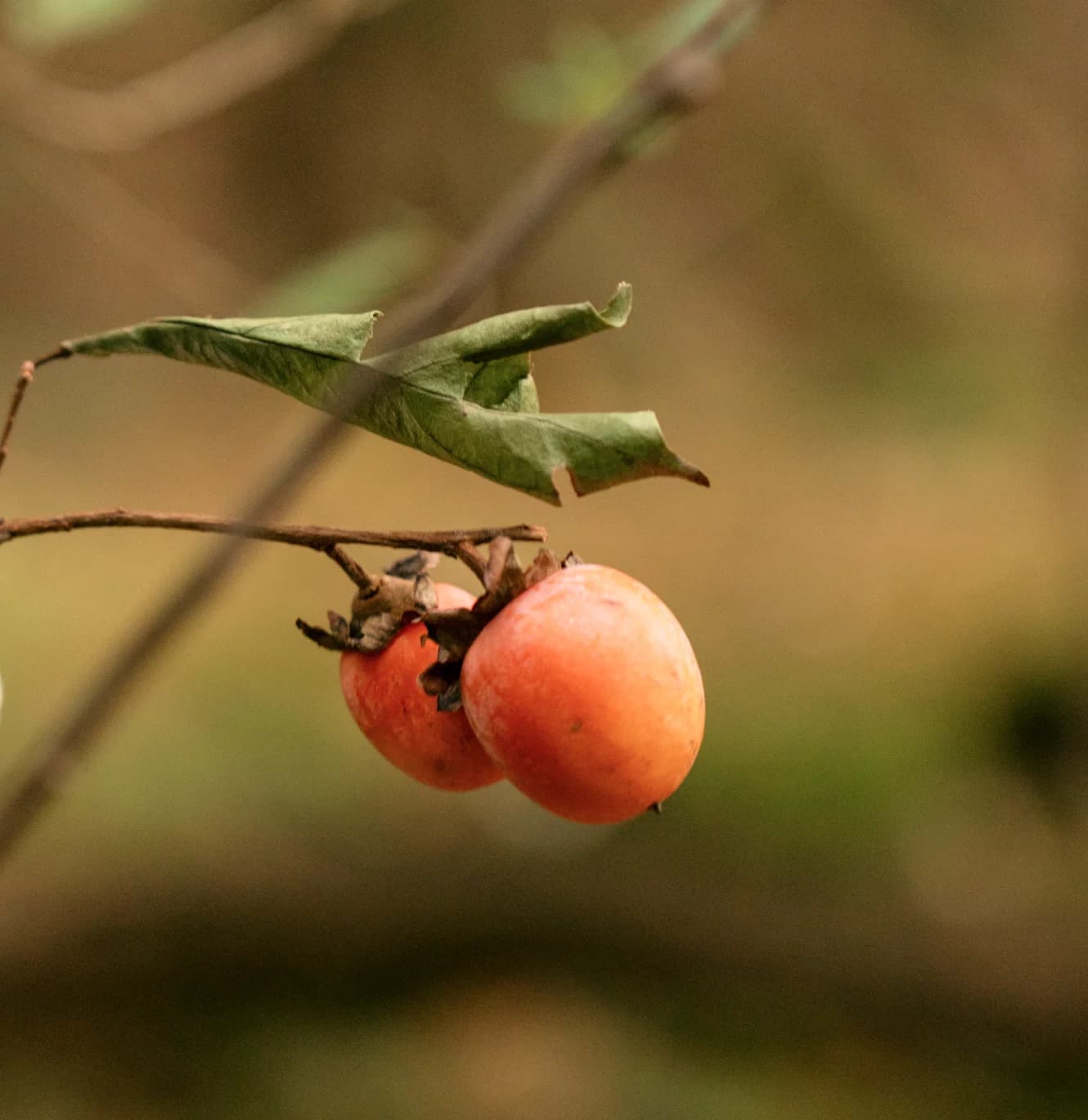 Close-up of two ripe orange-red persimmons hanging from branch with green leaves