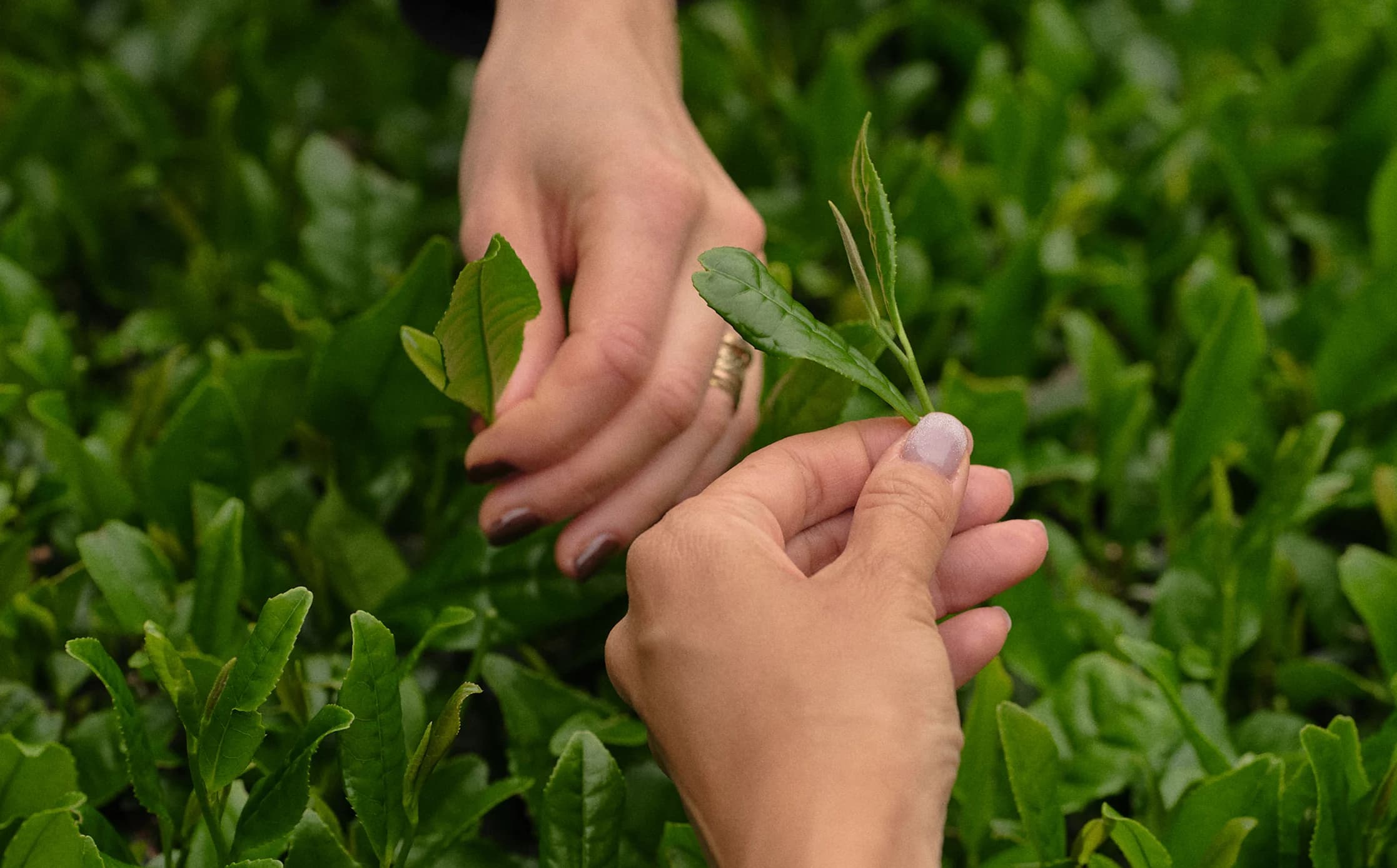 Hand holding clippings of tea leaves